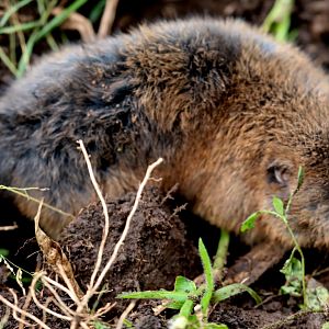 Northeast African mole-rat (Tachyoryctes splendens)