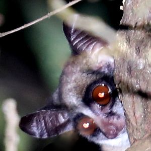 Thomas's bushbaby (Galagoides thomasi)