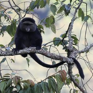silver monkey (Cercopithecus mitis doggetti)