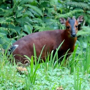 Kivu duiker (Cephalophorus kivuensis)