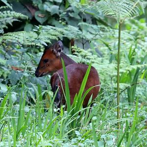 Kivu duiker (Cephalophorus kivuensis)