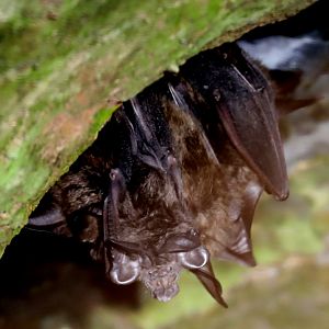 Ruwenzori horseshoe bat (Rhinolophus ruwenzorii)