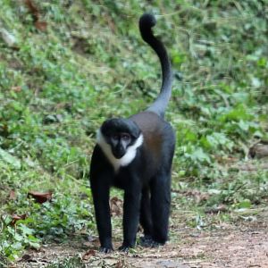 L'Hoest's monkey (Allochrocebus lhoesti)