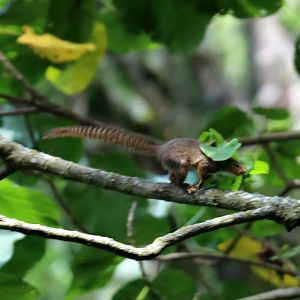 Ruwenzori sun squirrel (Heliosciurus ruwenzorii)