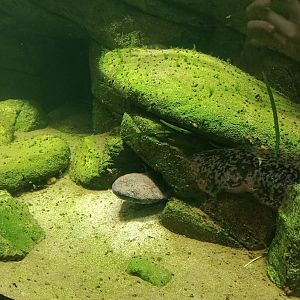 Chinese giant salamander
