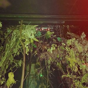 Grey mouse lemur enclosure