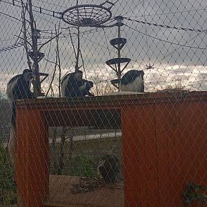 Kikyu guerezas in Monkey Valley