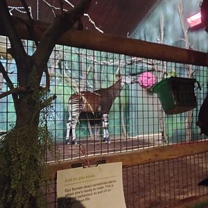 Okapi