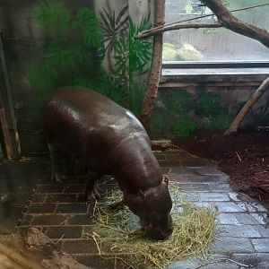 Pygmy hippo