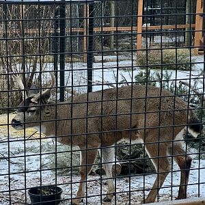 Sitka Deer