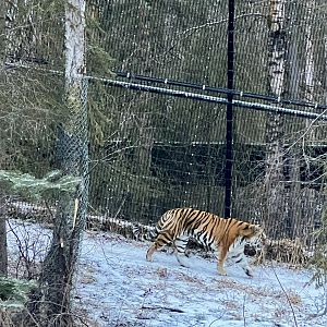 Amur Tiger
