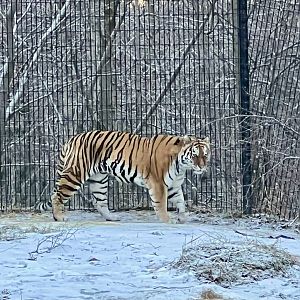 Amur Tiger