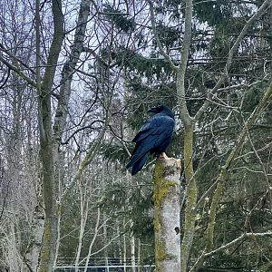 Common Raven (Wild) at Tiger Exhibit