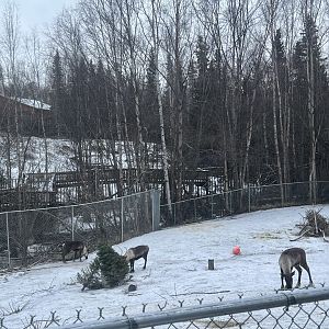 Caribou Exhibit