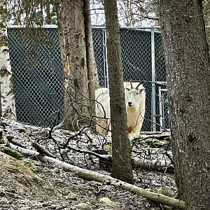 Rocky Mountain Goat