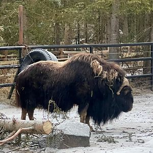 Muskox