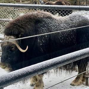 Muskox
