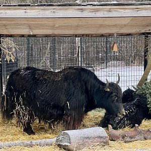 Domestic Yaks