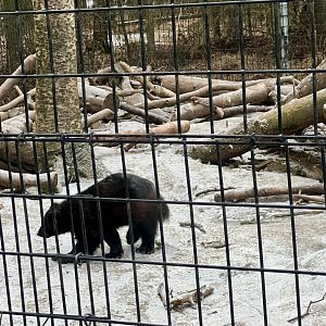 Wolverine looking very much like a small bear