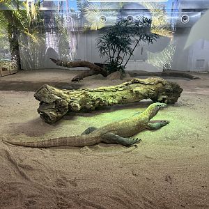 Komodo Dragon inside exhibit
