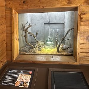 Central netted dragon exhibit