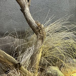 Central netted dragon