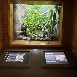 Southern angle headed dragon exhibit