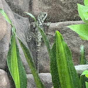 Southern angle headed dragon