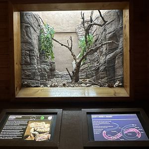 Rough scaled python exhibit