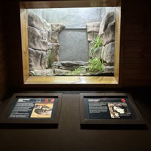 Broad headed snake exhibit