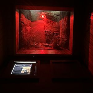 Centralian knob tailed gecko exhibit