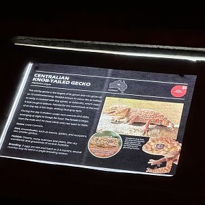 Centralian knob tailed gecko signage