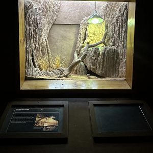 Hosmers skink exhibit