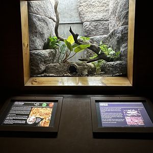 Corn snake exhibit