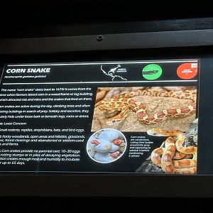 Corn snake signage