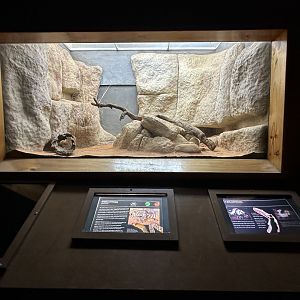 Womma python exhibit