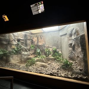 Green anaconda exhibit