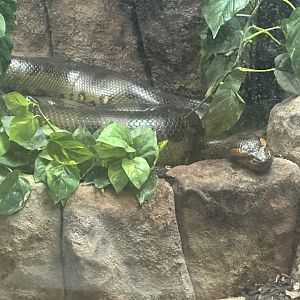 Green anaconda