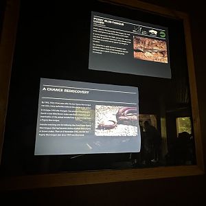 Pygmy blue tongue lizard signage
