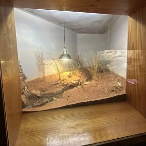 Pygmy blue tongue lizard exhibit