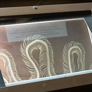 Snake skeleton