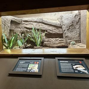 Gila monster exhibit