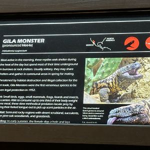 Gila monster signage