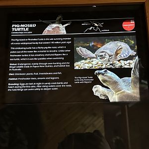 Pig nosed turtle signage