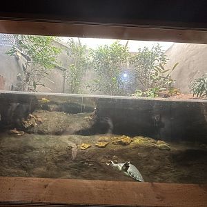 Pig nosed turtle exhibit