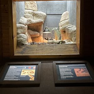 Southern death adder exhibit