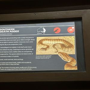 Southern death adder signage