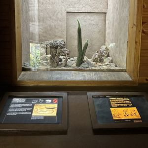 Aruba island rattlesnake exhibit