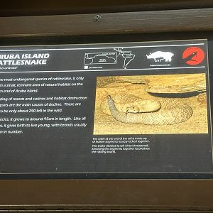 Aruba island rattlesnake signage