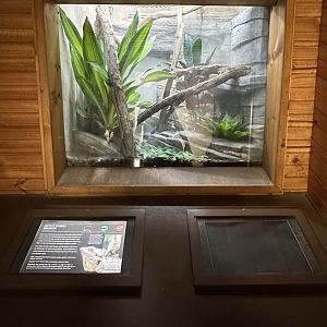 Boyd’s forest dragon exhibit